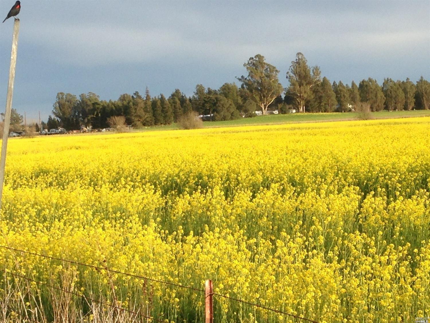 Photo of 595 Stony Point Rd in Petaluma, CA