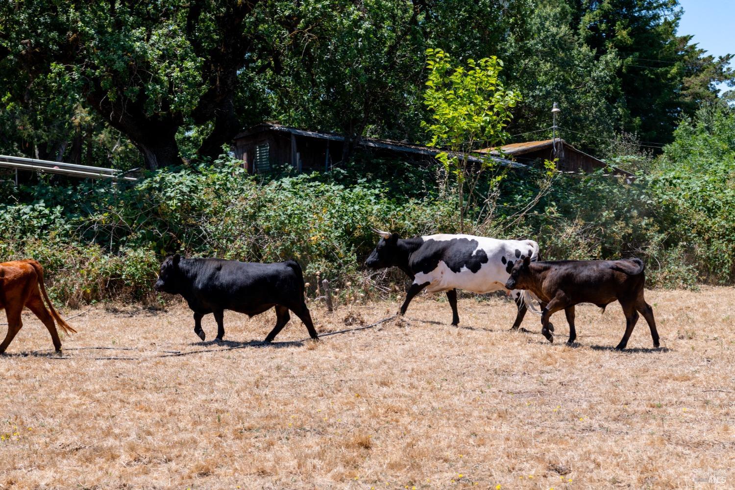 Primrose Avenue, Santa Rosa, California image 6