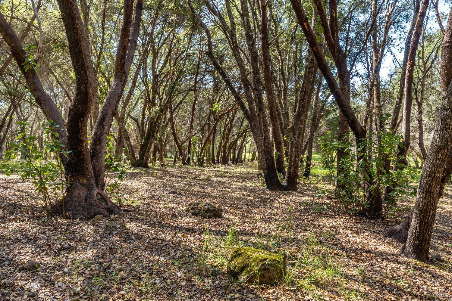 Detail Gallery Image 6 of 41 For 0 Franz Valley School Rd, Calistoga,  CA 94515 - – Beds | – Baths