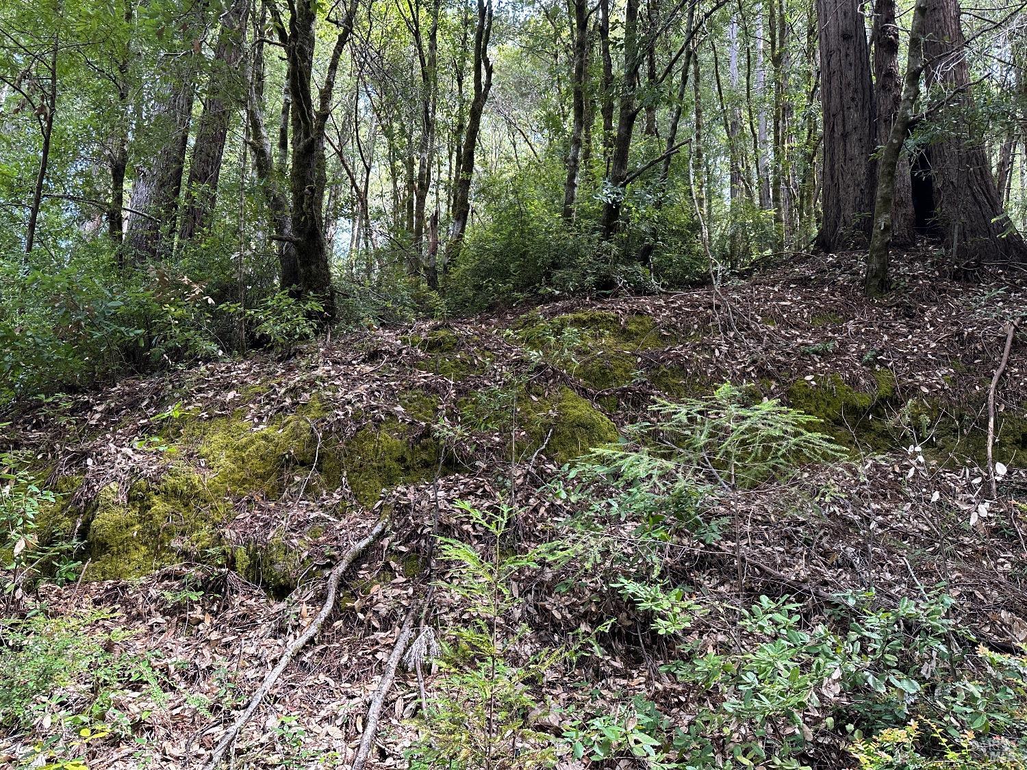 Austin Creek Road, Cazadero, California image 7