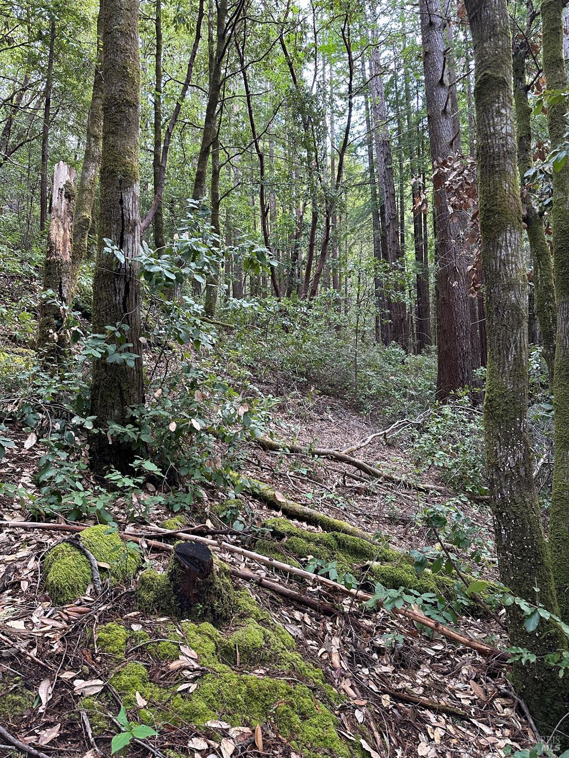 Austin Creek Road, Cazadero, California image 10