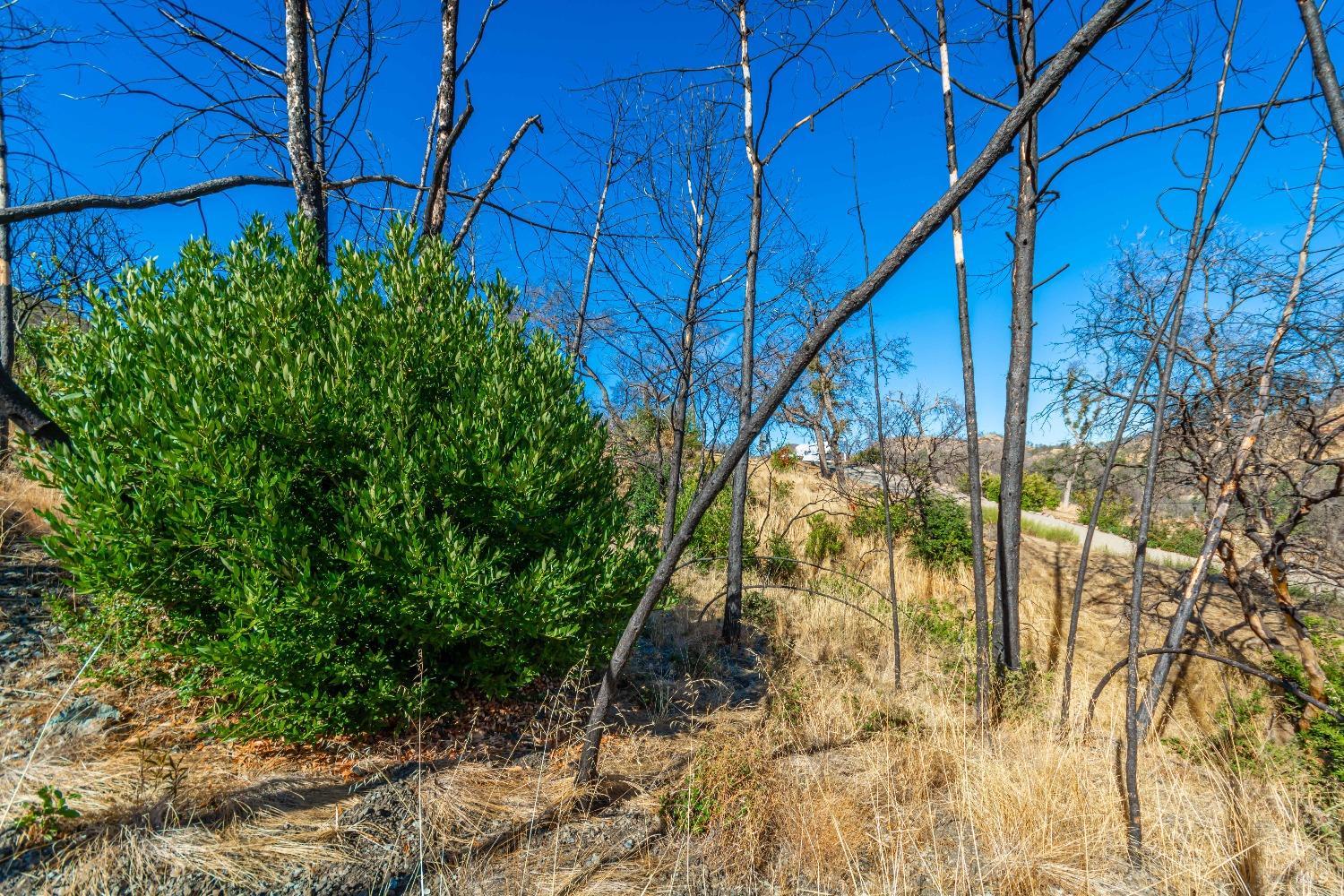 Detail Gallery Image 46 of 58 For 0 Live Oak Ln, Napa,  CA 94558 - – Beds | – Baths