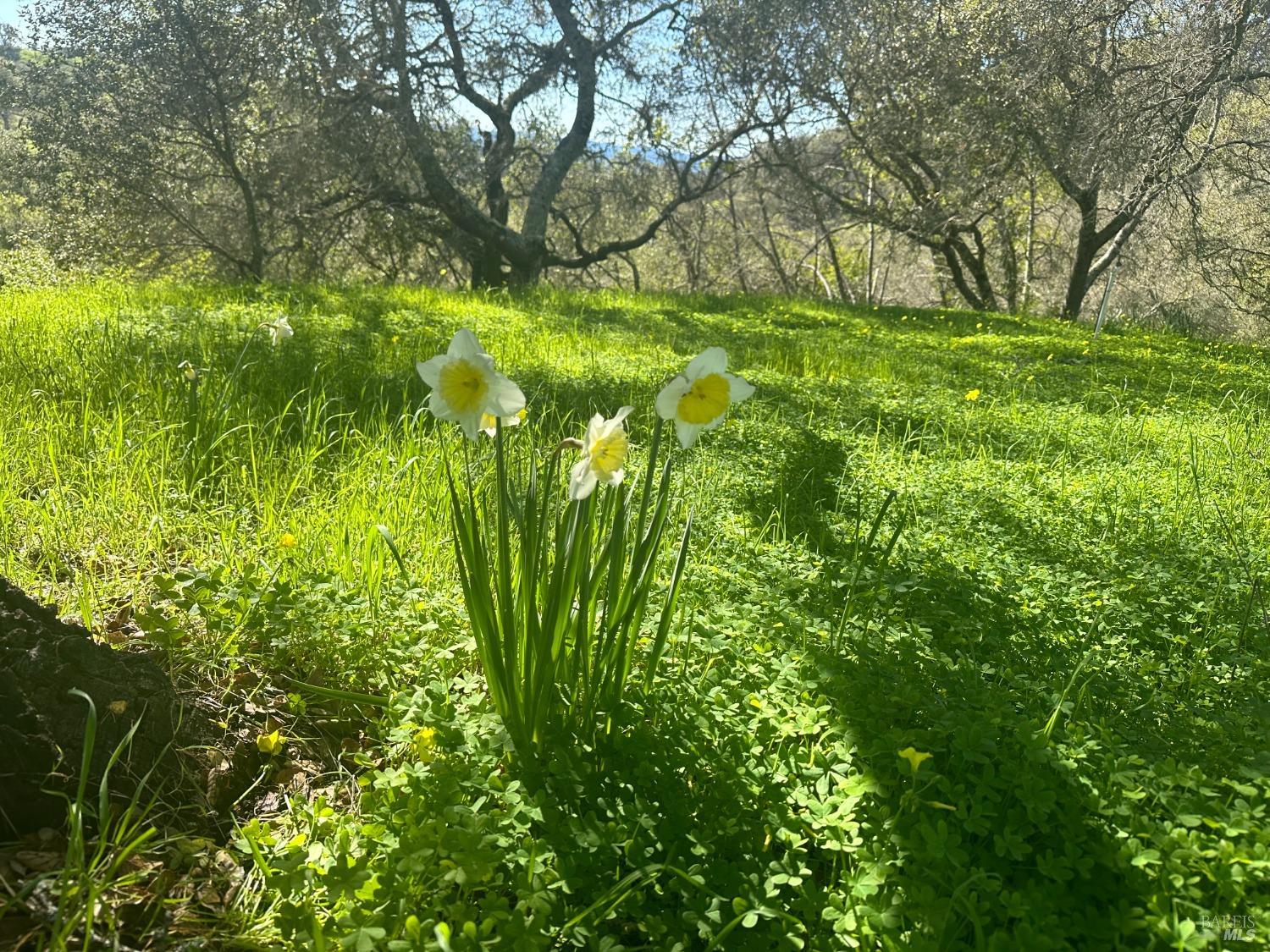 Detail Gallery Image 6 of 37 For 2101 Leslie Rd, Healdsburg,  CA 95448 - – Beds | – Baths