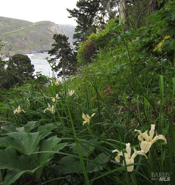 Charlotte Way, Muir Beach, California image 5