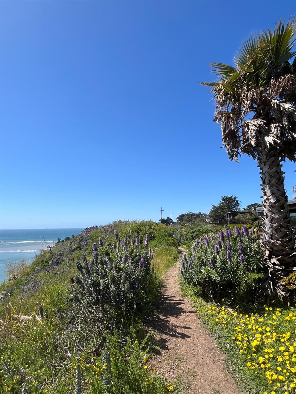 Evergreen Road, Bolinas, California image 28