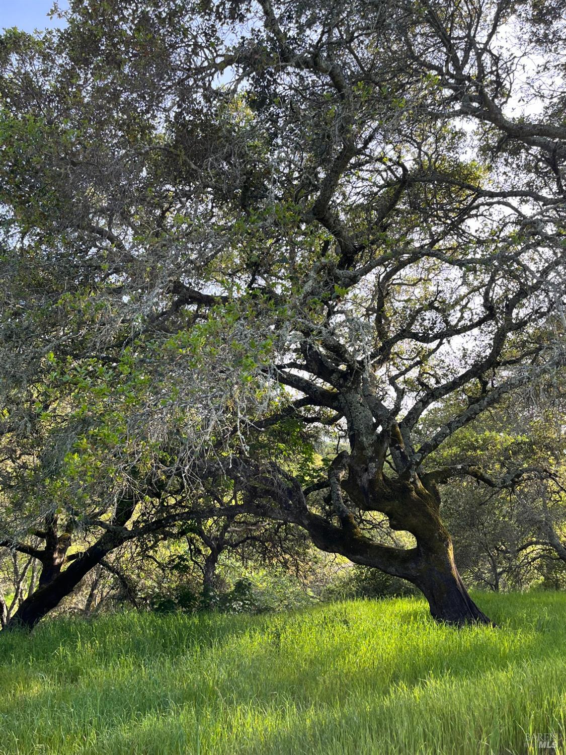 Detail Gallery Image 17 of 37 For 2101 Leslie Rd, Healdsburg,  CA 95448 - – Beds | – Baths