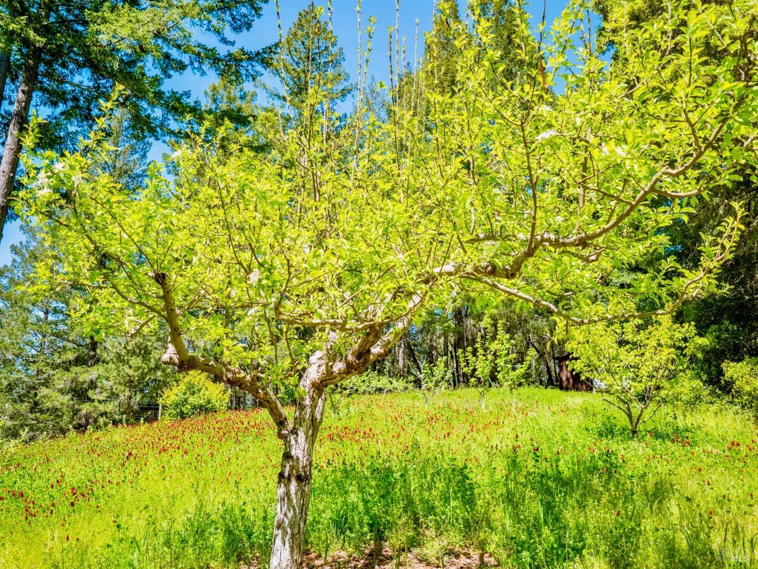 Detail Gallery Image 40 of 44 For 10951 Big Meadow Rd, Philo,  CA 95466 - 2 Beds | 2/1 Baths