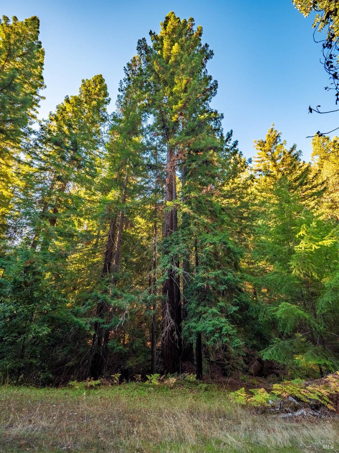 Detail Gallery Image 89 of 96 For 9655 Peachland Rd, Boonville,  CA 95415 - 4 Beds | 4 Baths