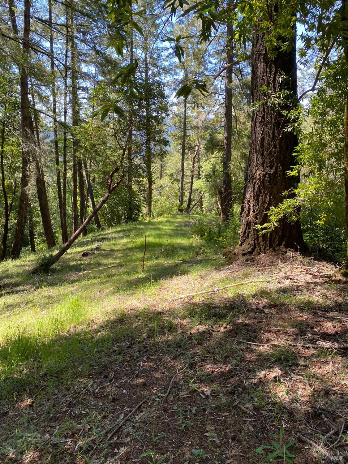 Detail Gallery Image 11 of 19 For 19800 Old Cazadero Rd, Guerneville,  CA 95421 - – Beds | – Baths