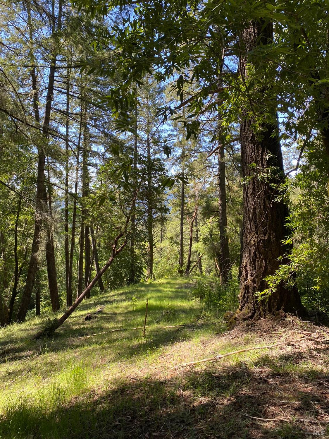 Detail Gallery Image 12 of 19 For 19800 Old Cazadero Rd, Guerneville,  CA 95421 - – Beds | – Baths