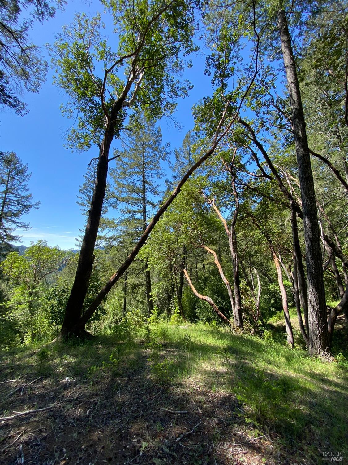 Detail Gallery Image 14 of 19 For 19800 Old Cazadero Rd, Guerneville,  CA 95421 - – Beds | – Baths