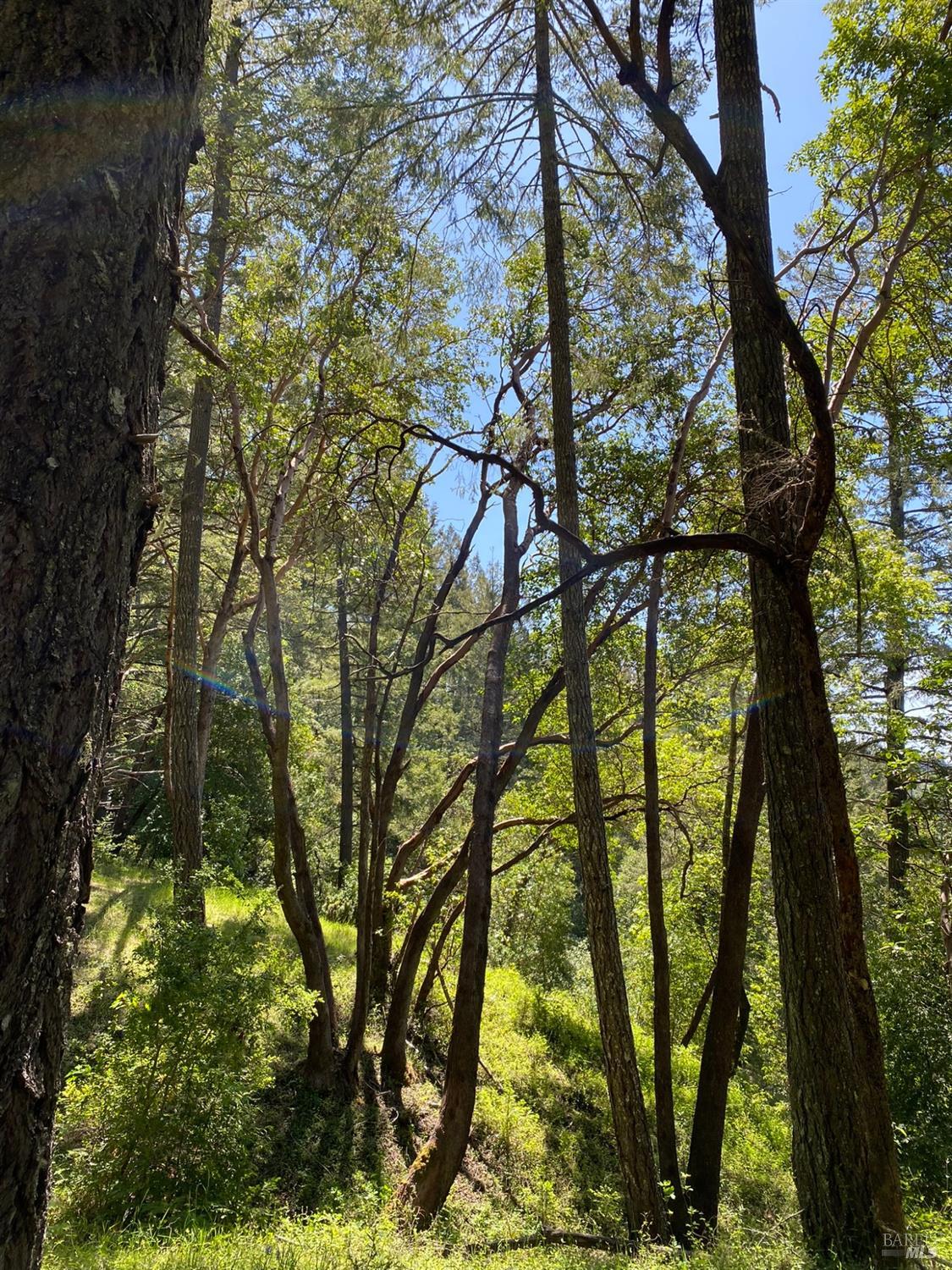 Detail Gallery Image 16 of 19 For 19800 Old Cazadero Rd, Guerneville,  CA 95421 - – Beds | – Baths