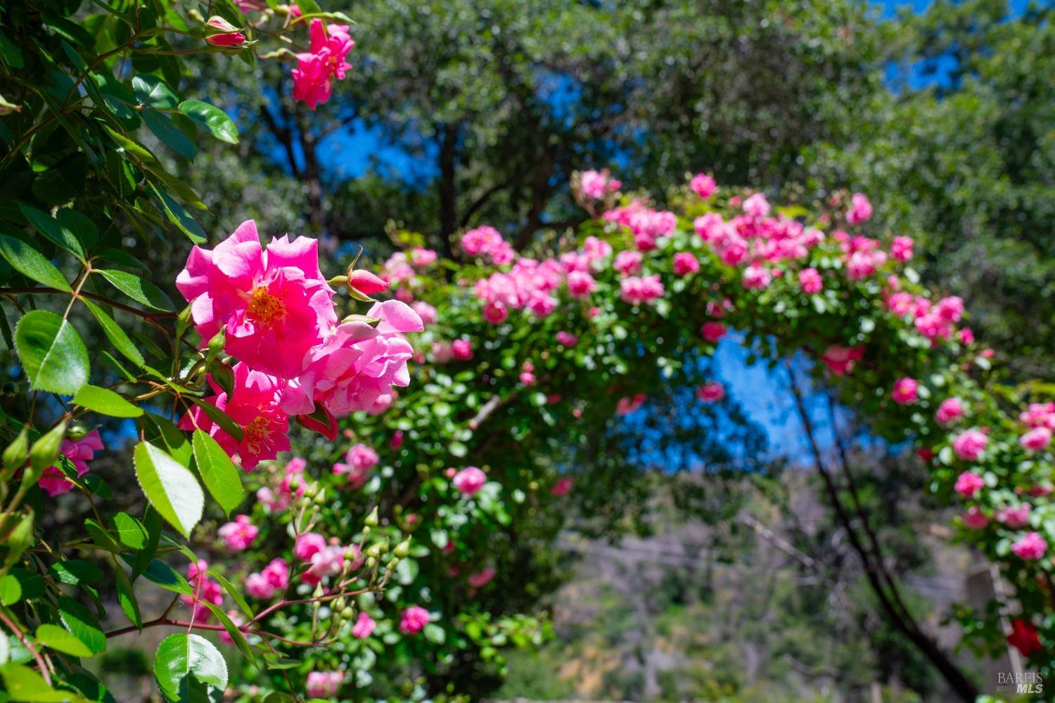 Detail Gallery Image 40 of 45 For 321 Dutch Henry Canyon Rd, Calistoga,  CA 94515 - 2 Beds | 2 Baths