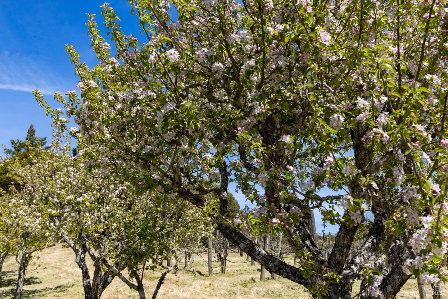 Detail Gallery Image 17 of 39 For 1825 Highway 128 Unkn, Philo,  CA 95466 - 1 Beds | 1 Baths