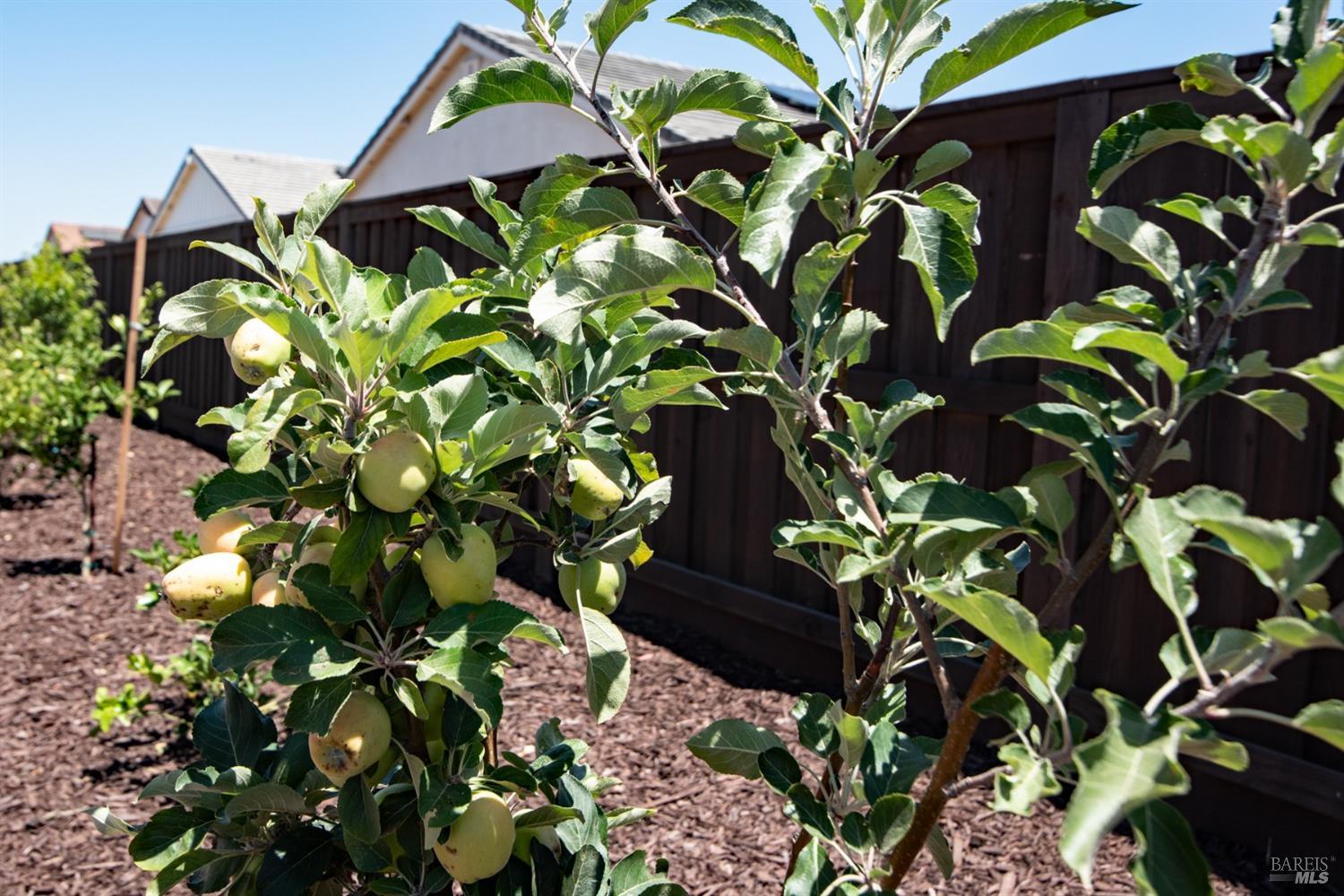 Detail Gallery Image 25 of 39 For 2105 Cattle Ct, Dixon,  CA 95620 - 3 Beds | 2 Baths