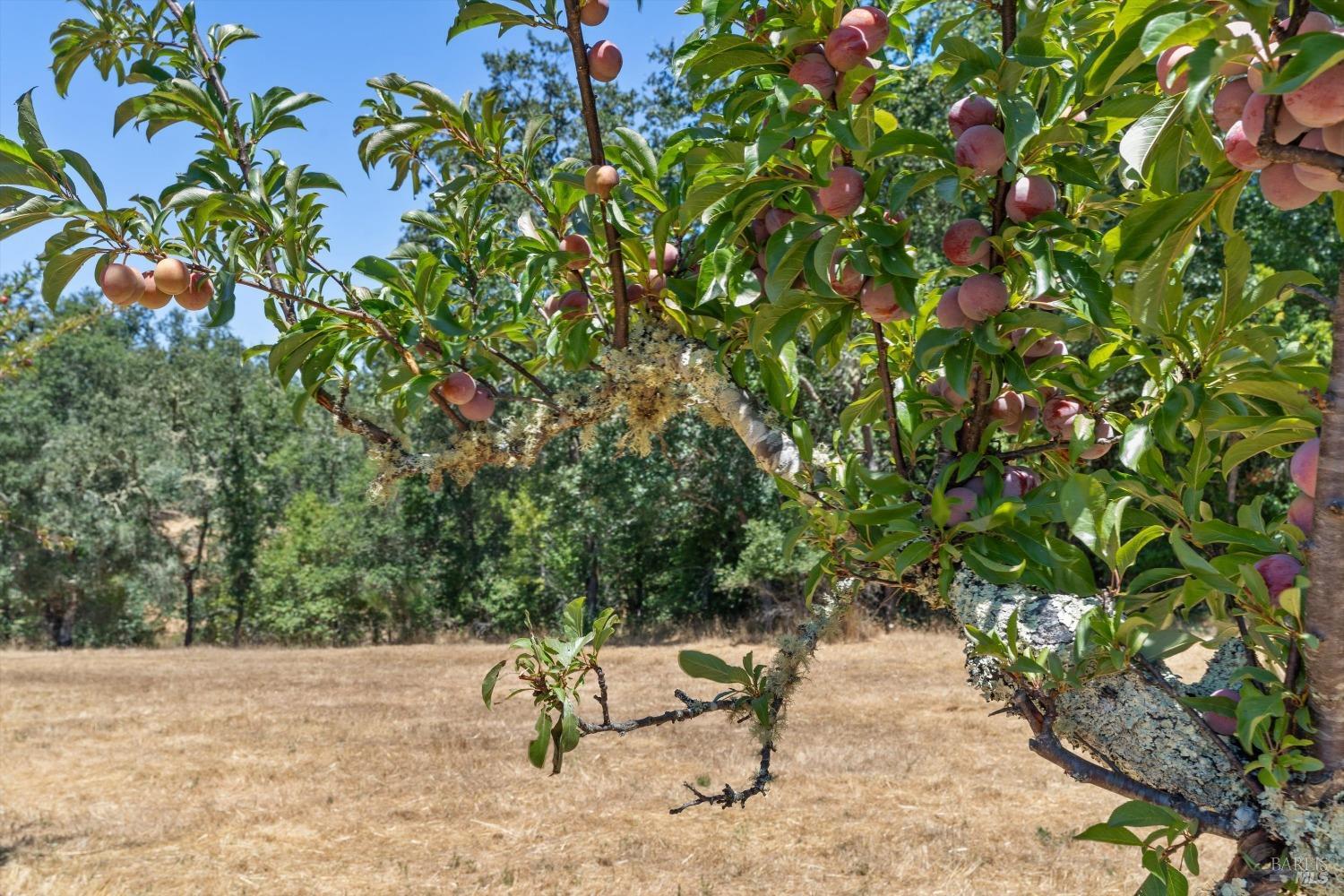 Detail Gallery Image 6 of 22 For 3651 Bones Rd, Sebastopol,  CA 95472 - – Beds | – Baths