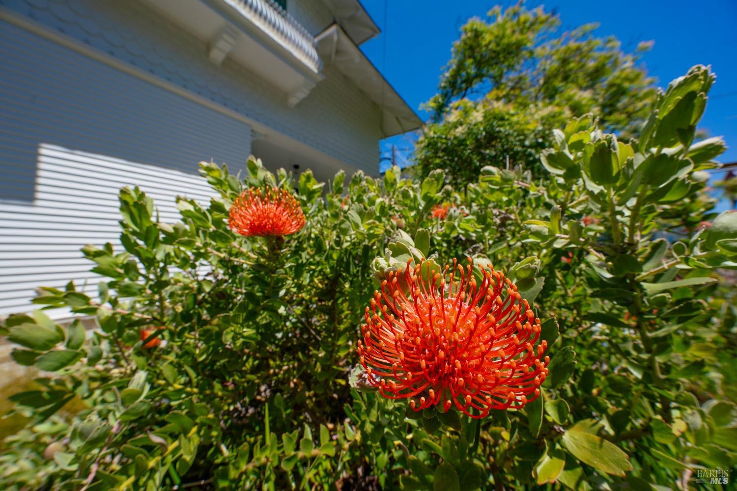 Detail Gallery Image 36 of 47 For 661 E Fir St, Fort Bragg,  CA 95437 - 3 Beds | 2 Baths