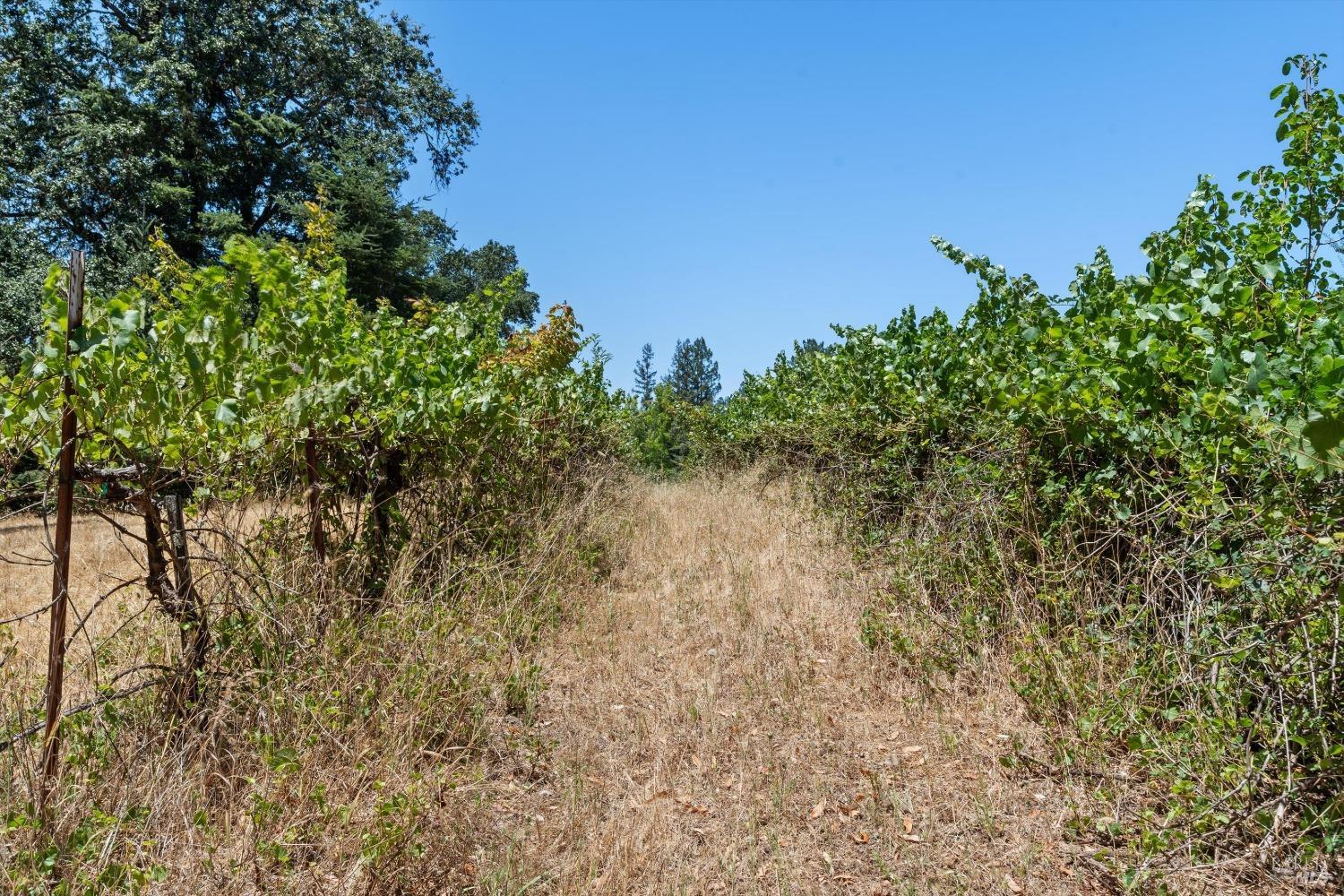 Detail Gallery Image 10 of 22 For 3651 Bones Rd, Sebastopol,  CA 95472 - – Beds | – Baths