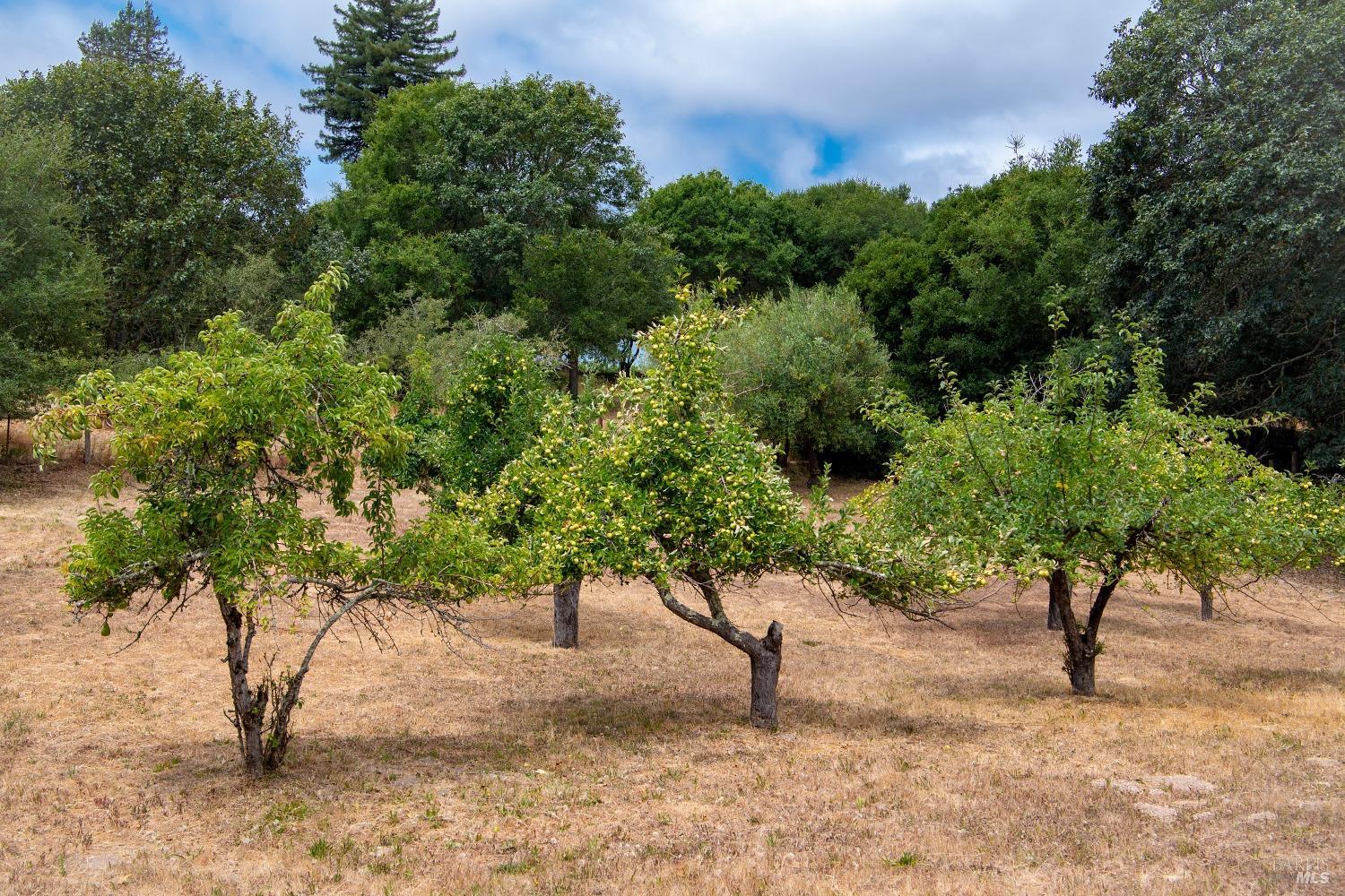 Detail Gallery Image 52 of 60 For 622 Sparkes Rd, Sebastopol,  CA 95472 - 3 Beds | 2/1 Baths