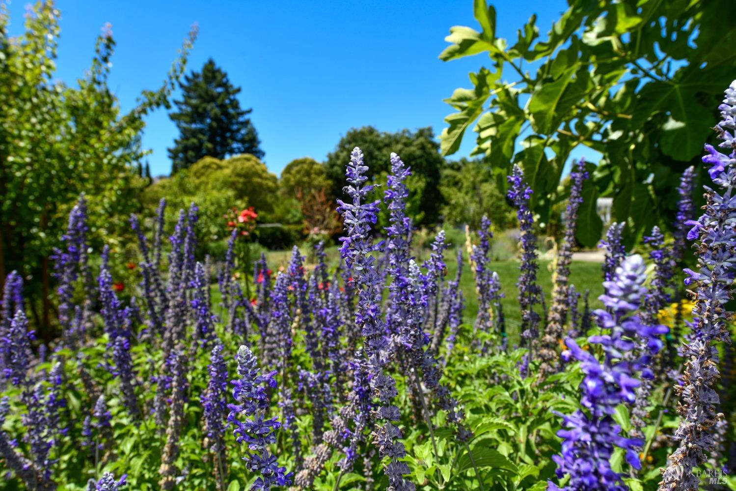 Detail Gallery Image 42 of 43 For 1269 Victoria Dr, Saint Helena,  CA 94574 - 5 Beds | 4 Baths