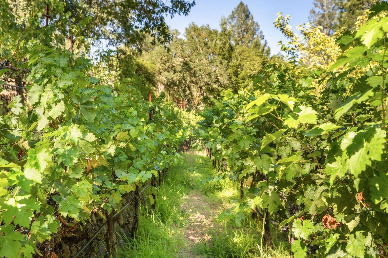 Detail Gallery Image 34 of 55 For 1450 Diamond Mountain Rd, Calistoga,  CA 94515 - 4 Beds | 4/1 Baths