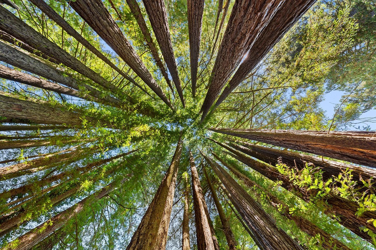 Detail Gallery Image 55 of 60 For 11515 Barnett Valley Rd, Sebastopol,  CA 95472 - 4 Beds | 4 Baths