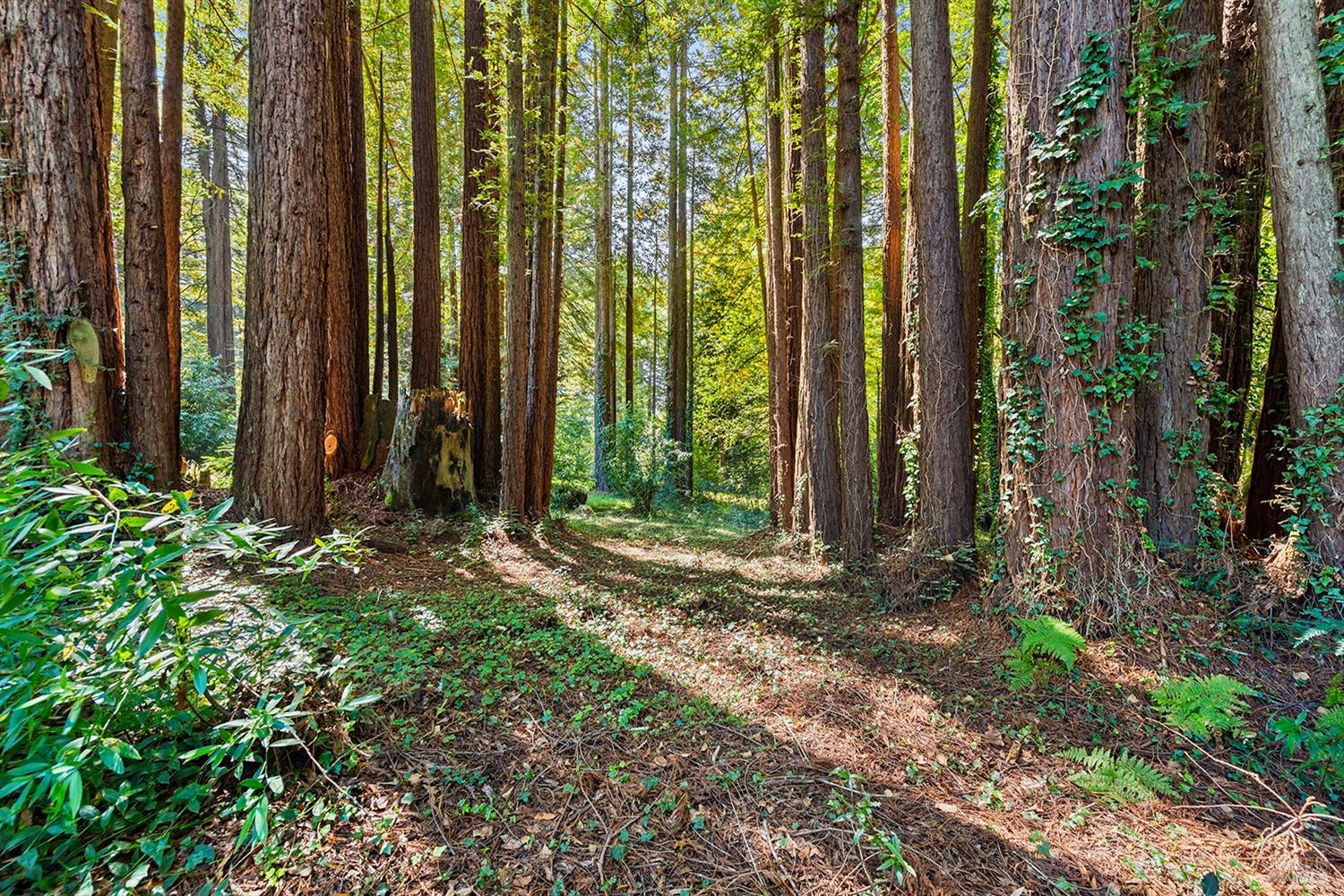 Detail Gallery Image 54 of 60 For 11515 Barnett Valley Rd, Sebastopol,  CA 95472 - 4 Beds | 4 Baths