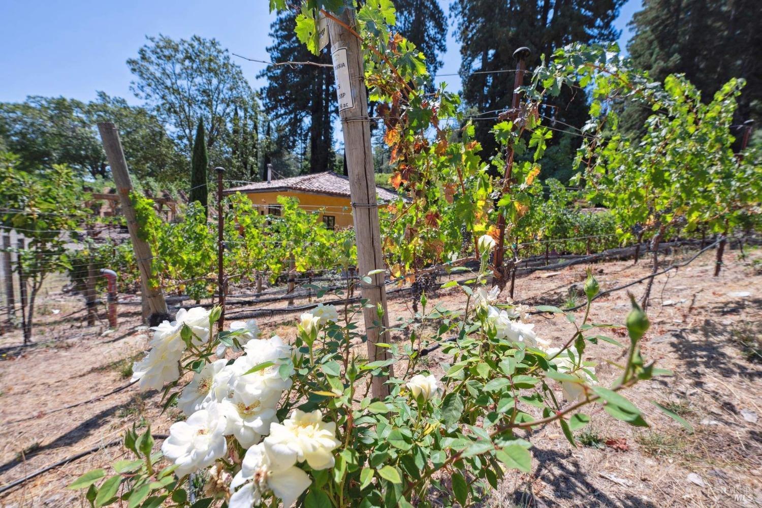 Detail Gallery Image 8 of 49 For 3390 Mount Veeder Rd, Napa,  CA 94558 - 2 Beds | 1 Baths