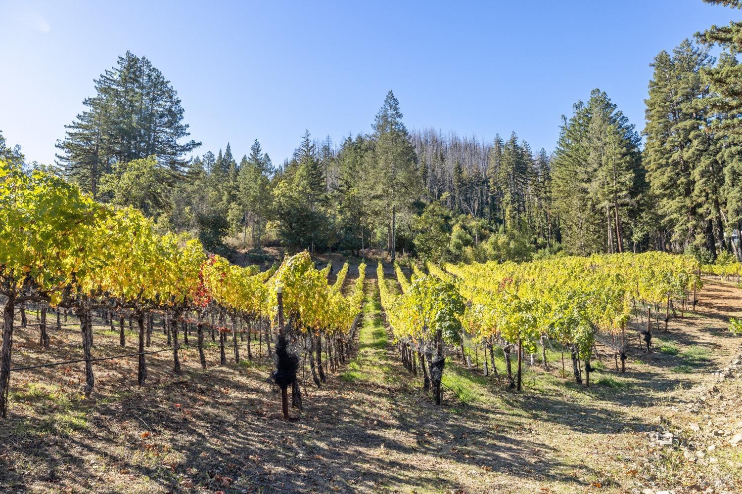 Detail Gallery Image 4 of 49 For 3390 Mount Veeder Rd, Napa,  CA 94558 - 2 Beds | 1 Baths