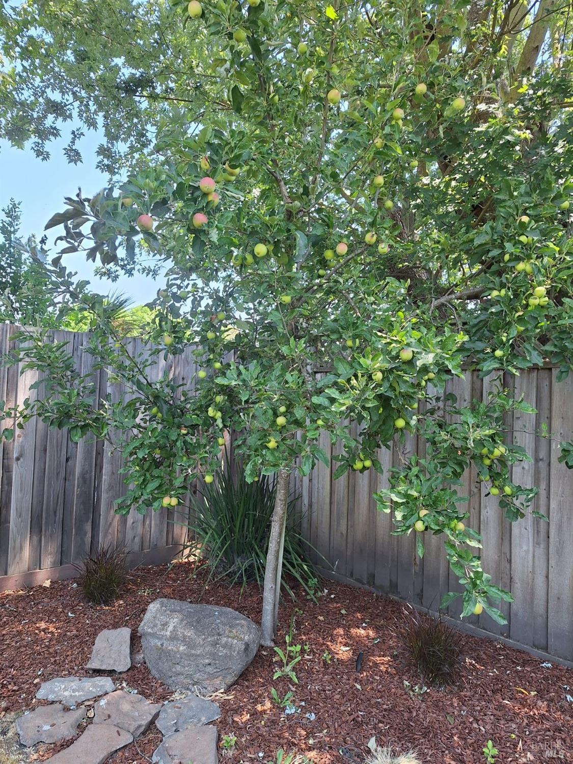 Liberty Court, Rohnert Park, California image 39