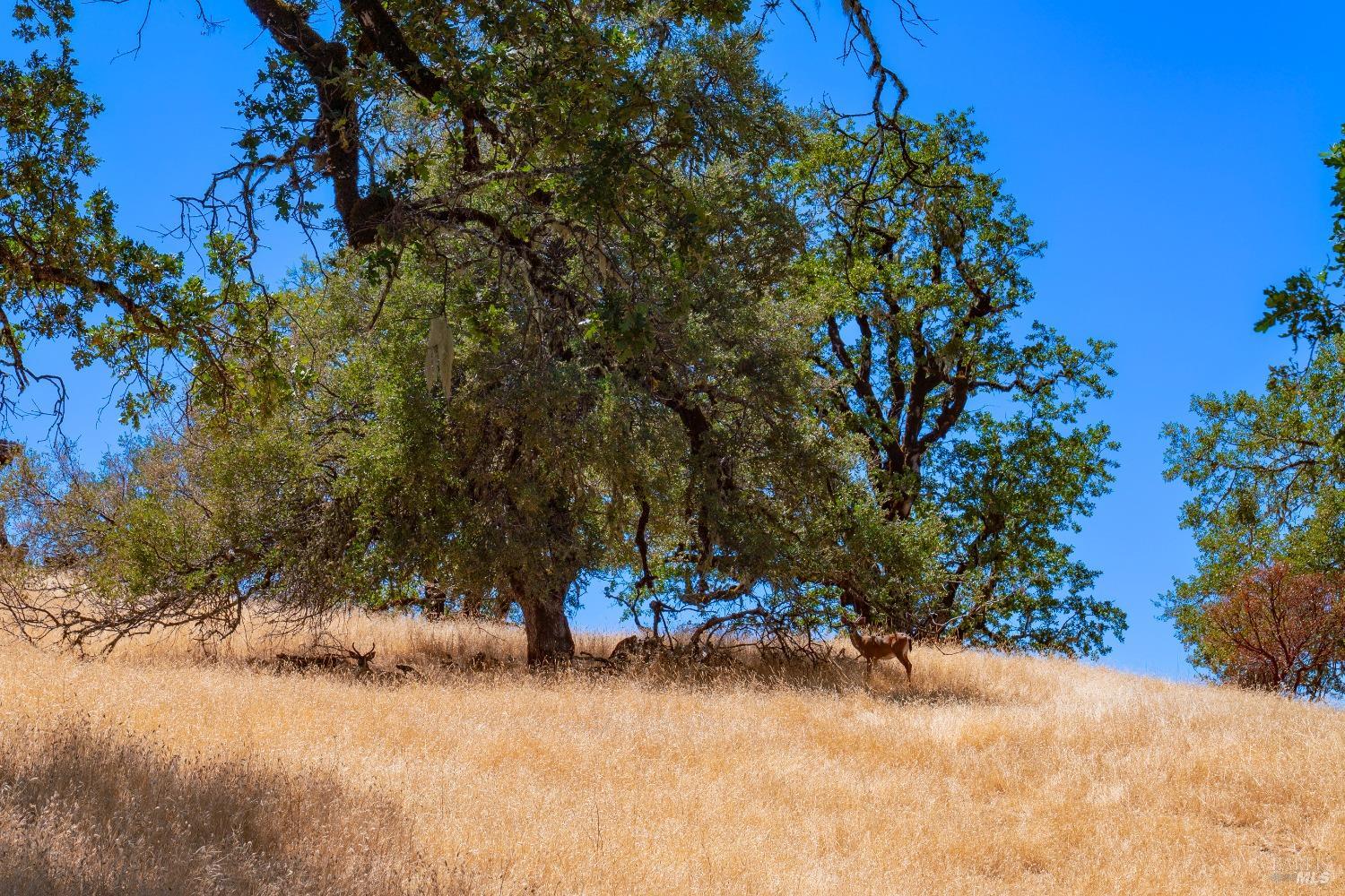 Detail Gallery Image 7 of 62 For 58380 Ca-162 Hwy, Covelo,  CA 95428 - – Beds | – Baths