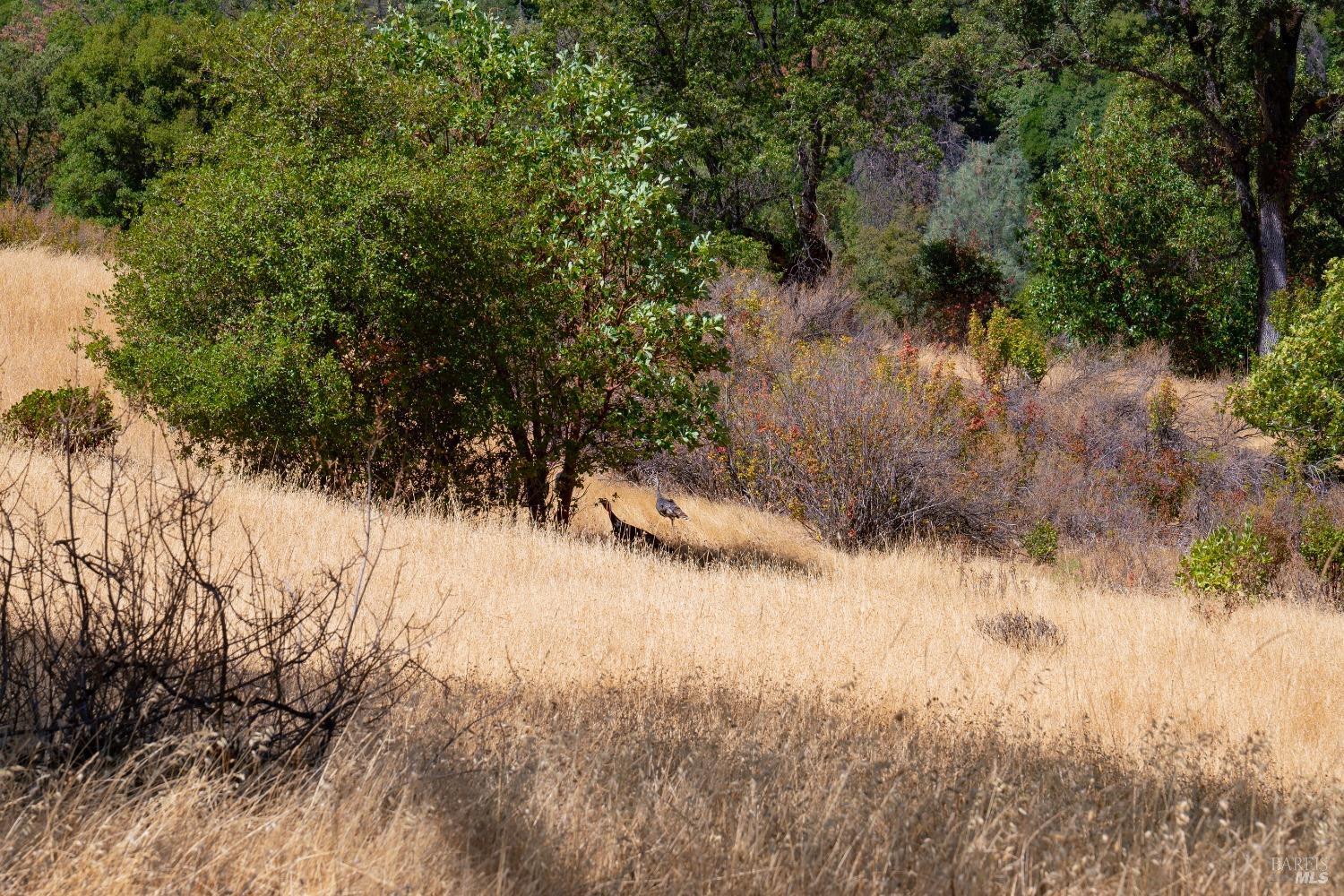 Detail Gallery Image 31 of 62 For 58380 Ca-162 Hwy, Covelo,  CA 95428 - – Beds | – Baths