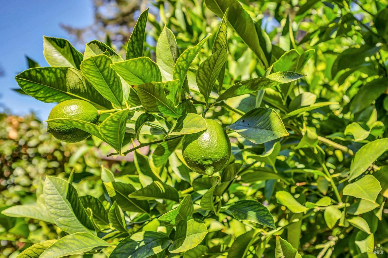 Detail Gallery Image 38 of 43 For 1019 Westside Rd, Healdsburg,  CA 95448 - 3 Beds | 2/1 Baths