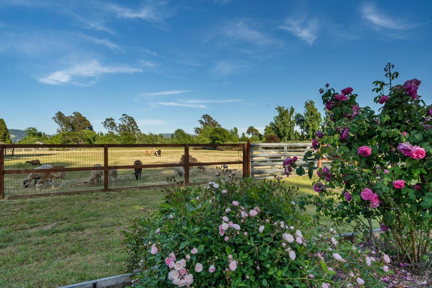 Detail Gallery Image 53 of 87 For 4344 Langner Ave, Santa Rosa,  CA 95407 - 7 Beds | 3/1 Baths