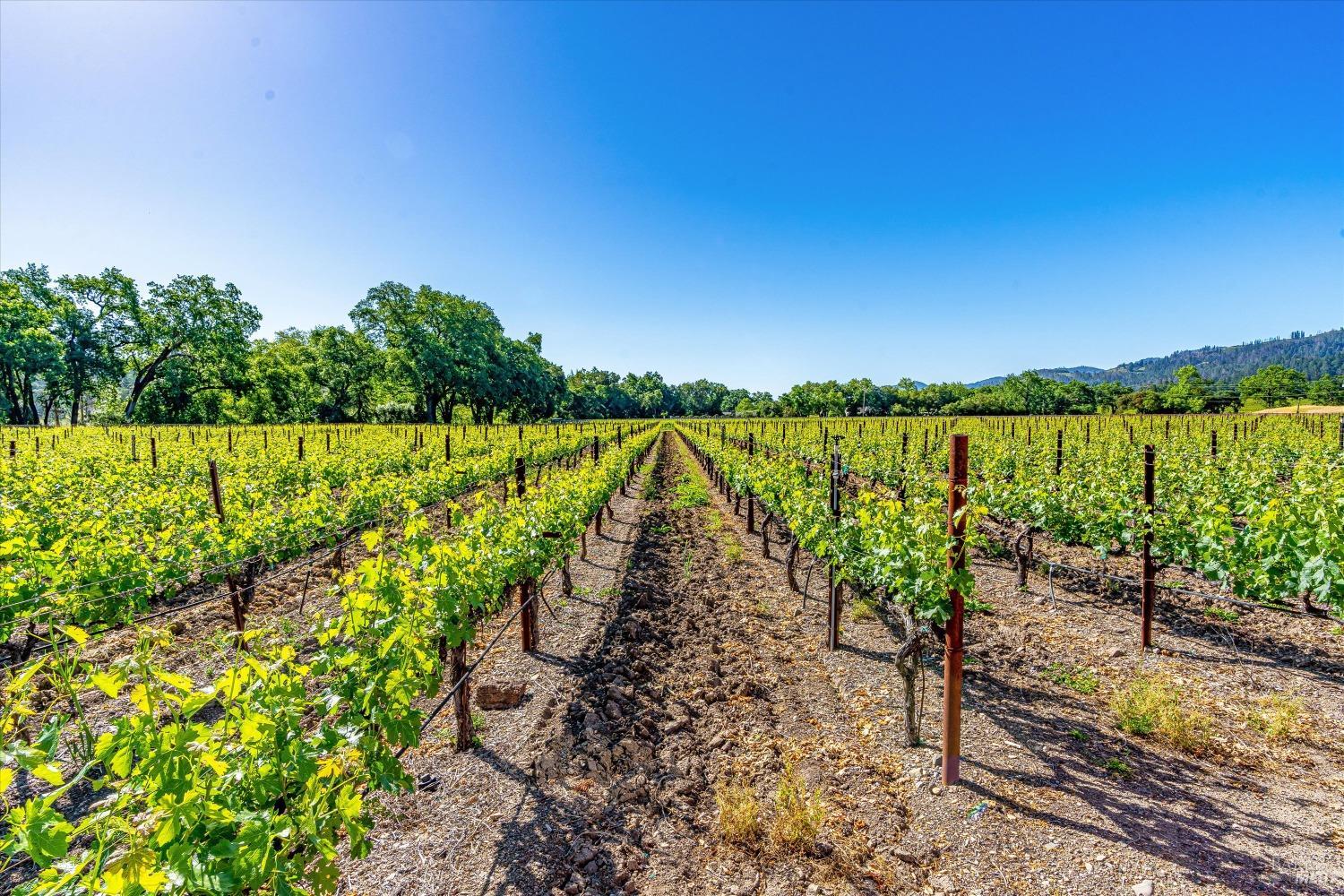 Detail Gallery Image 11 of 24 For 1010 Big Tree Rd, Saint Helena,  CA 94574 - 6 Beds | 5/1 Baths