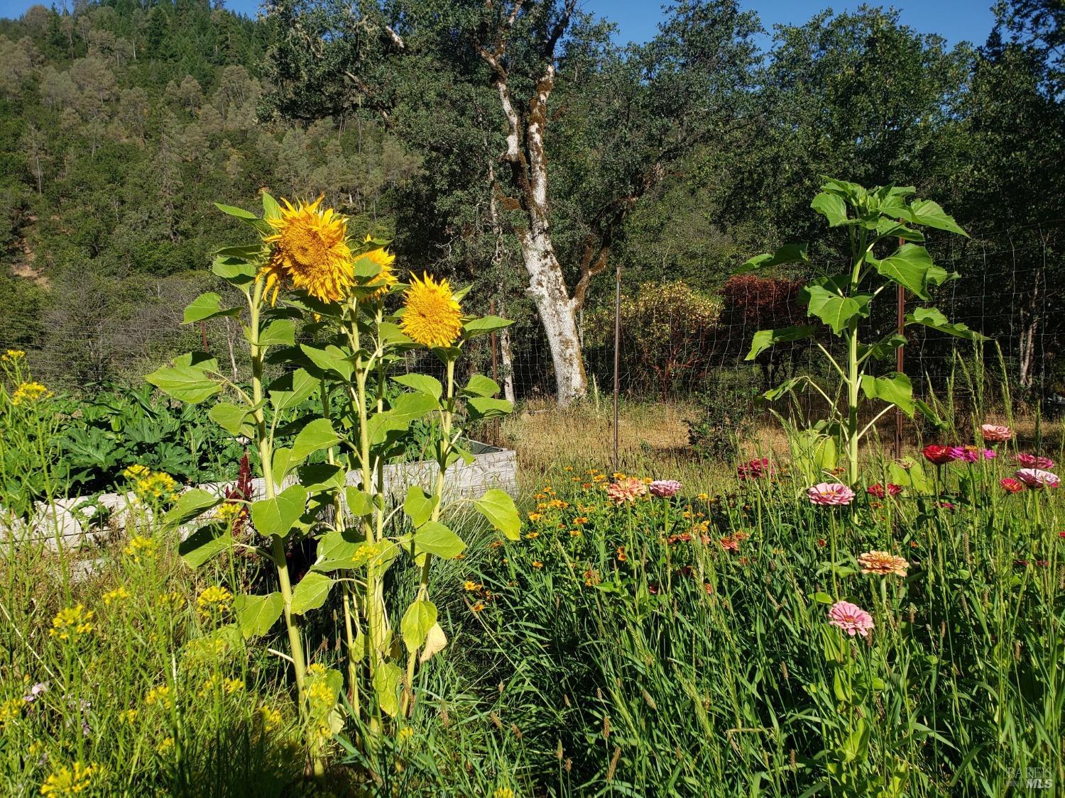 Detail Gallery Image 3 of 7 For 29890 Mendocino Pass Rd, Covelo,  CA 95428 - – Beds | – Baths