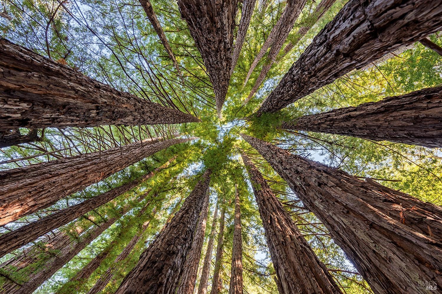 Detail Gallery Image 62 of 64 For 3550 Bones Rd, Sebastopol,  CA 95472 - 2 Beds | 2/1 Baths