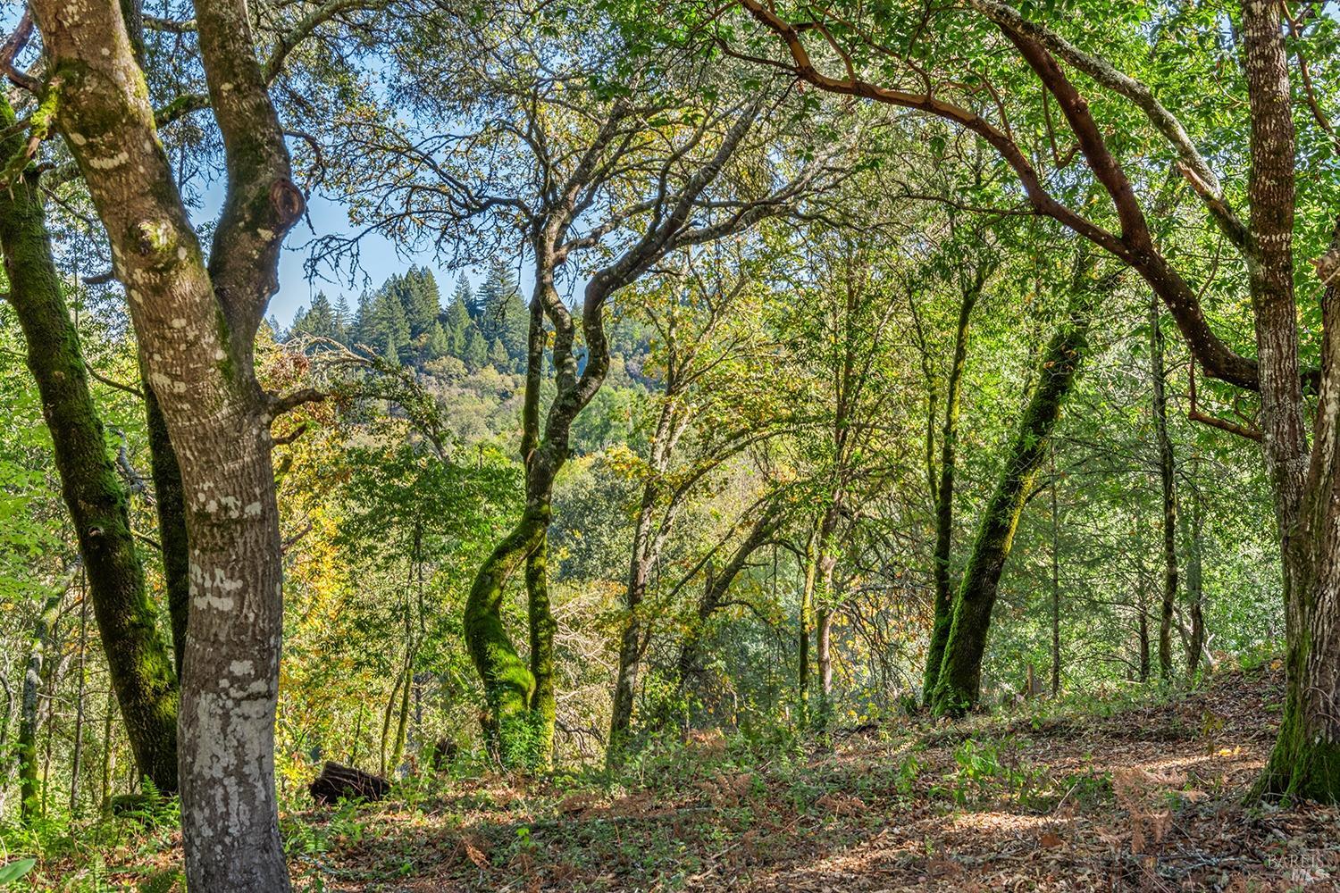 Detail Gallery Image 44 of 64 For 3550 Bones Rd, Sebastopol,  CA 95472 - 2 Beds | 2/1 Baths