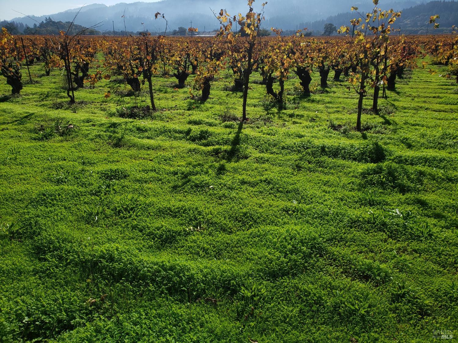 Detail Gallery Image 13 of 23 For 285 Rosedale Rd, Calistoga,  CA 94515 - 4 Beds | 2 Baths