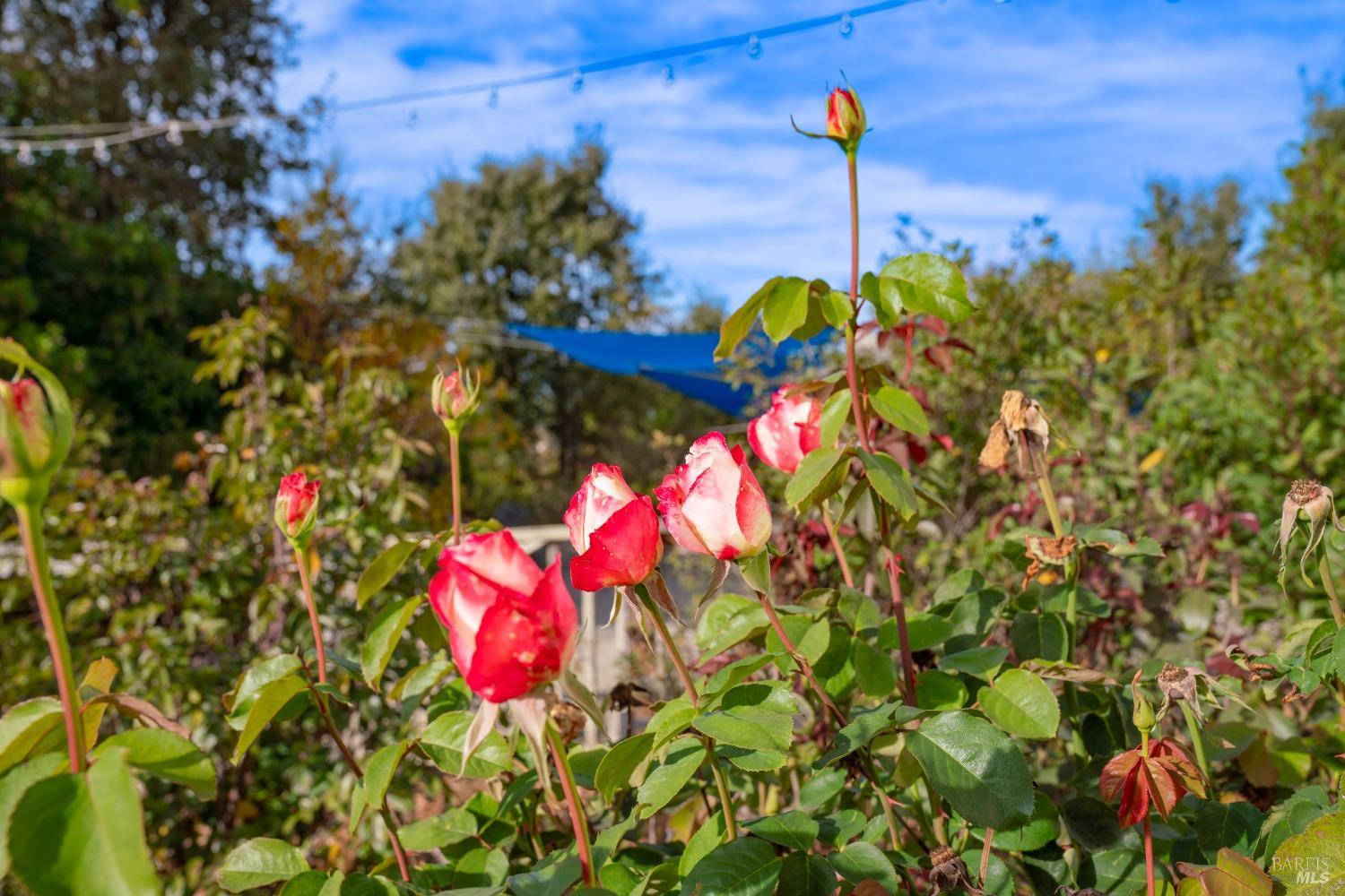 Detail Gallery Image 49 of 91 For 5625 Occidental Rd, Santa Rosa,  CA 95401 - 3 Beds | 2/1 Baths