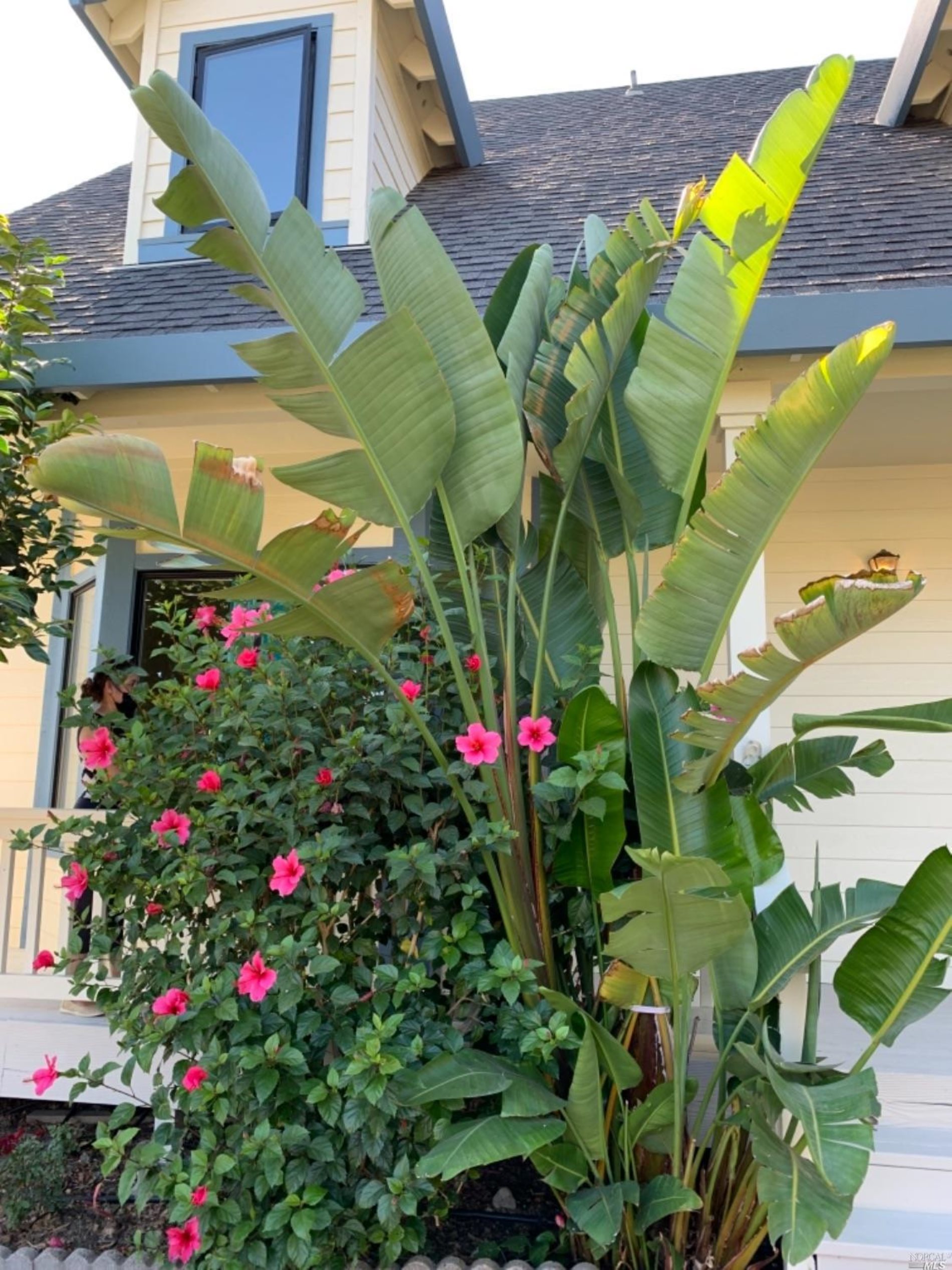 Detail Gallery Image 5 of 32 For 7958 Shira St, Windsor,  CA 95492 - 4 Beds | 2/1 Baths