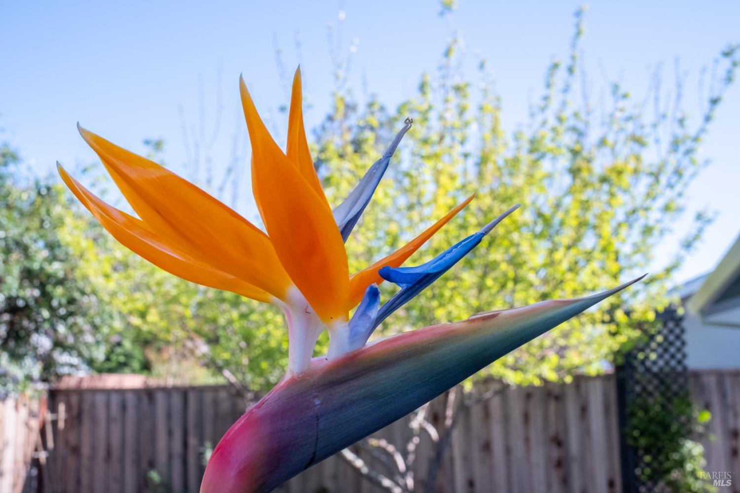 Detail Gallery Image 32 of 38 For 1425 Weaverly Dr, Petaluma,  CA 94954 - 3 Beds | 1/1 Baths
