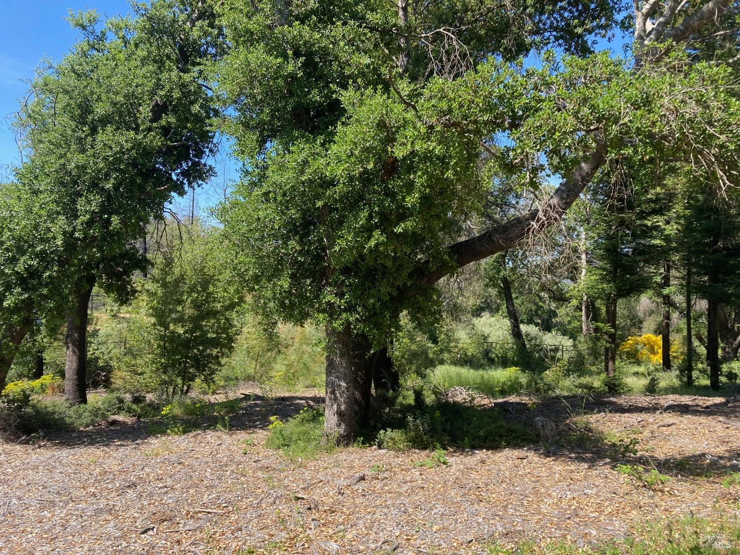 Detail Gallery Image 5 of 21 For 9201 Franz Valley School Rd, Calistoga,  CA 94515 - – Beds | – Baths