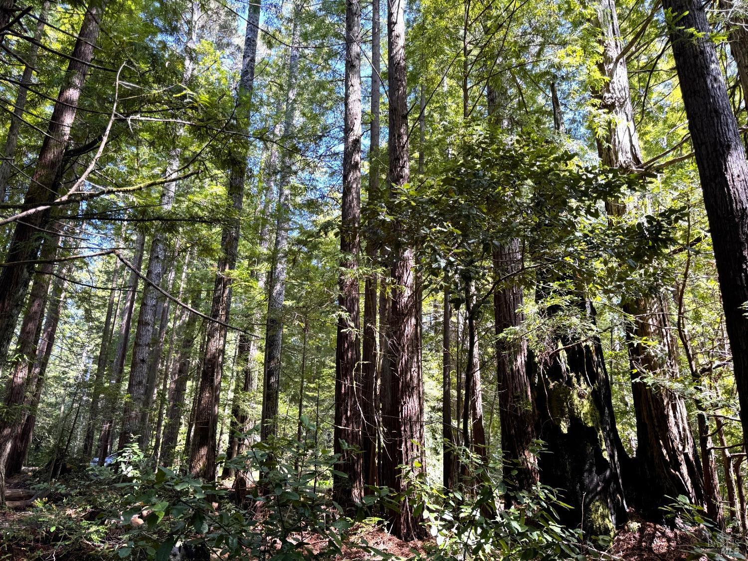 Detail Gallery Image 7 of 11 For 43700 Tibbens Ln, Mendocino,  CA 95460 - – Beds | – Baths