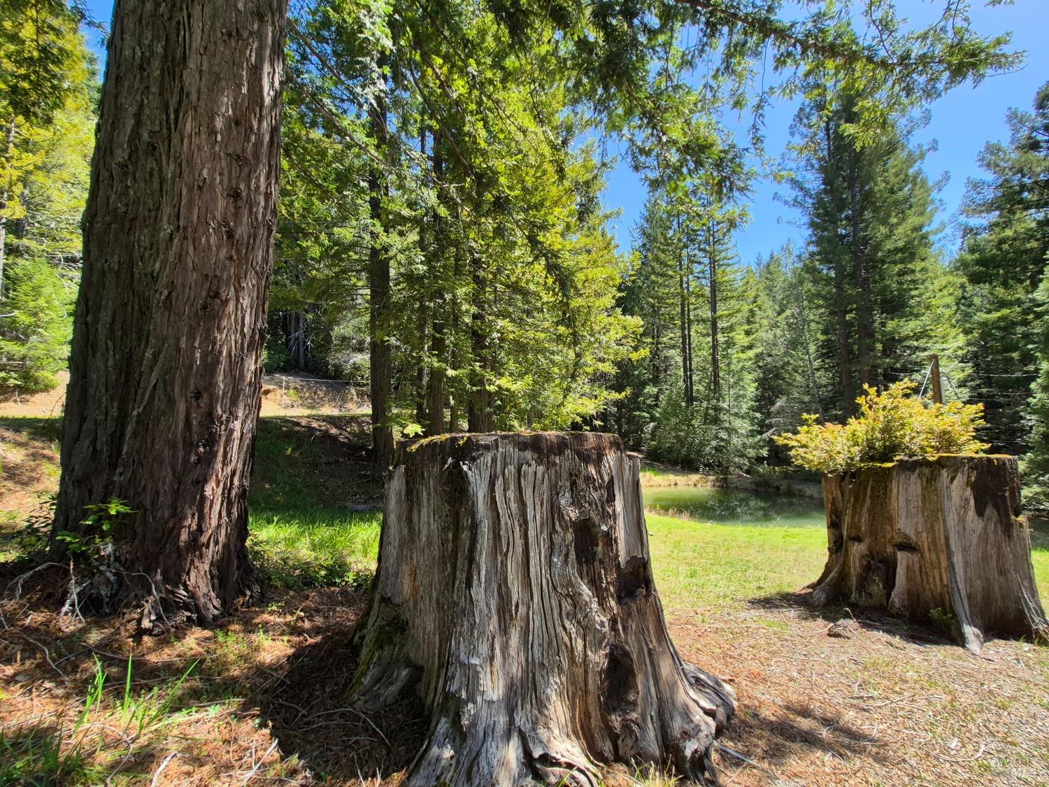 Detail Gallery Image 70 of 93 For 16770 Branscomb Rd, Branscomb,  CA 95454 - 2 Beds | 2 Baths