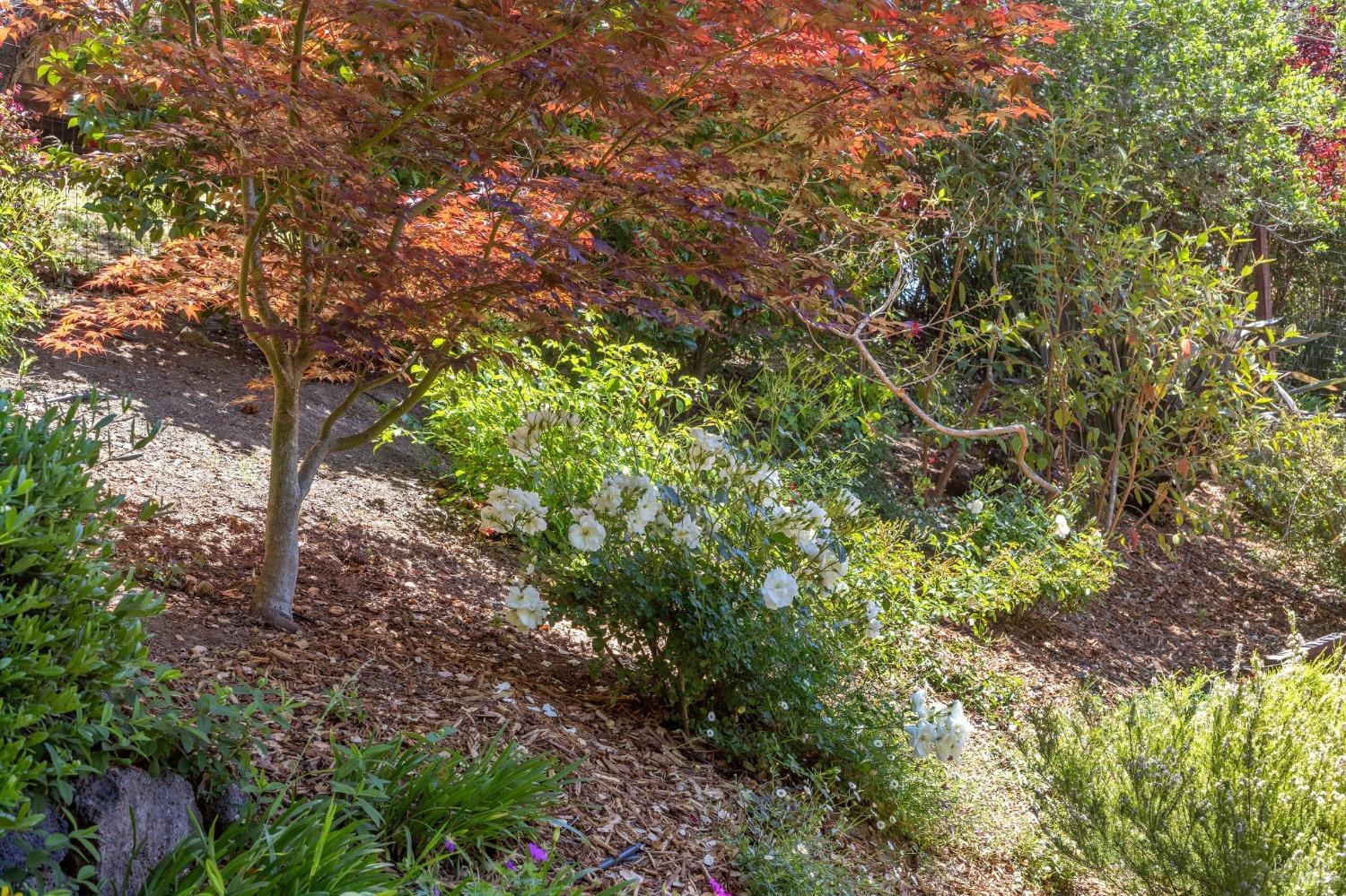 Detail Gallery Image 63 of 79 For 7 Madrono Ave, Corte Madera,  CA 94925 - 4 Beds | 3 Baths