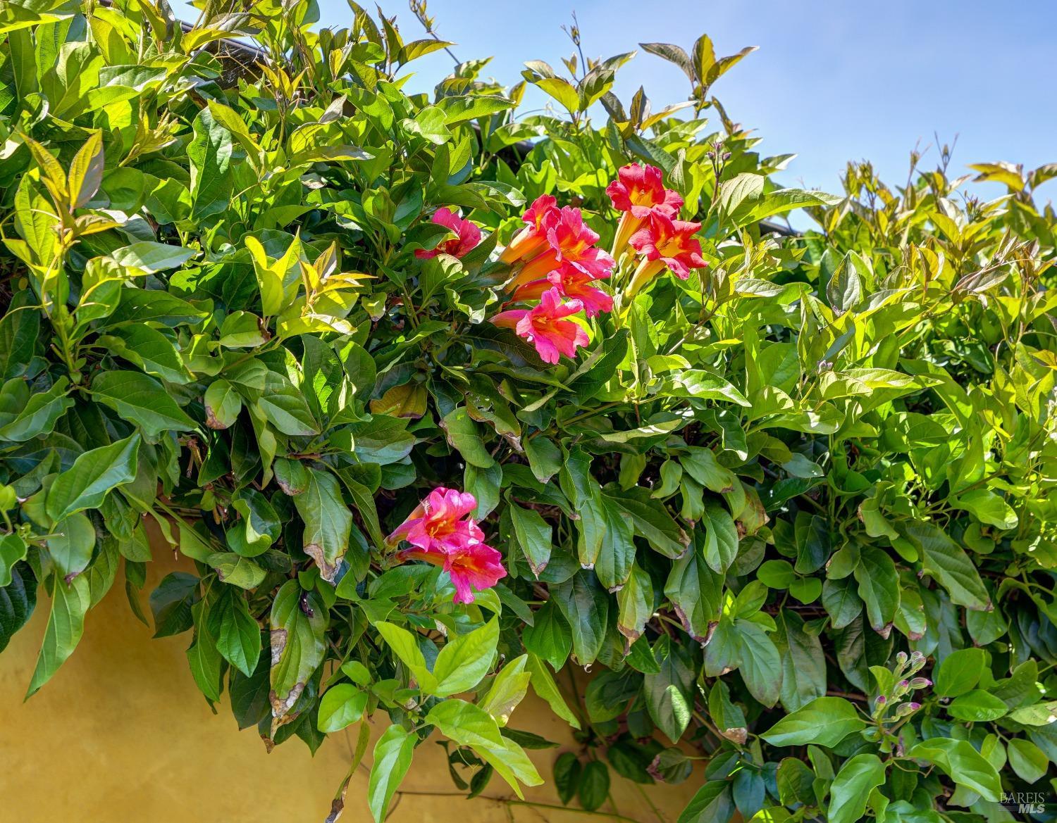 Detail Gallery Image 57 of 73 For 72 Lagoon Rd, Belvedere,  CA 94920 - 4 Beds | 2/1 Baths