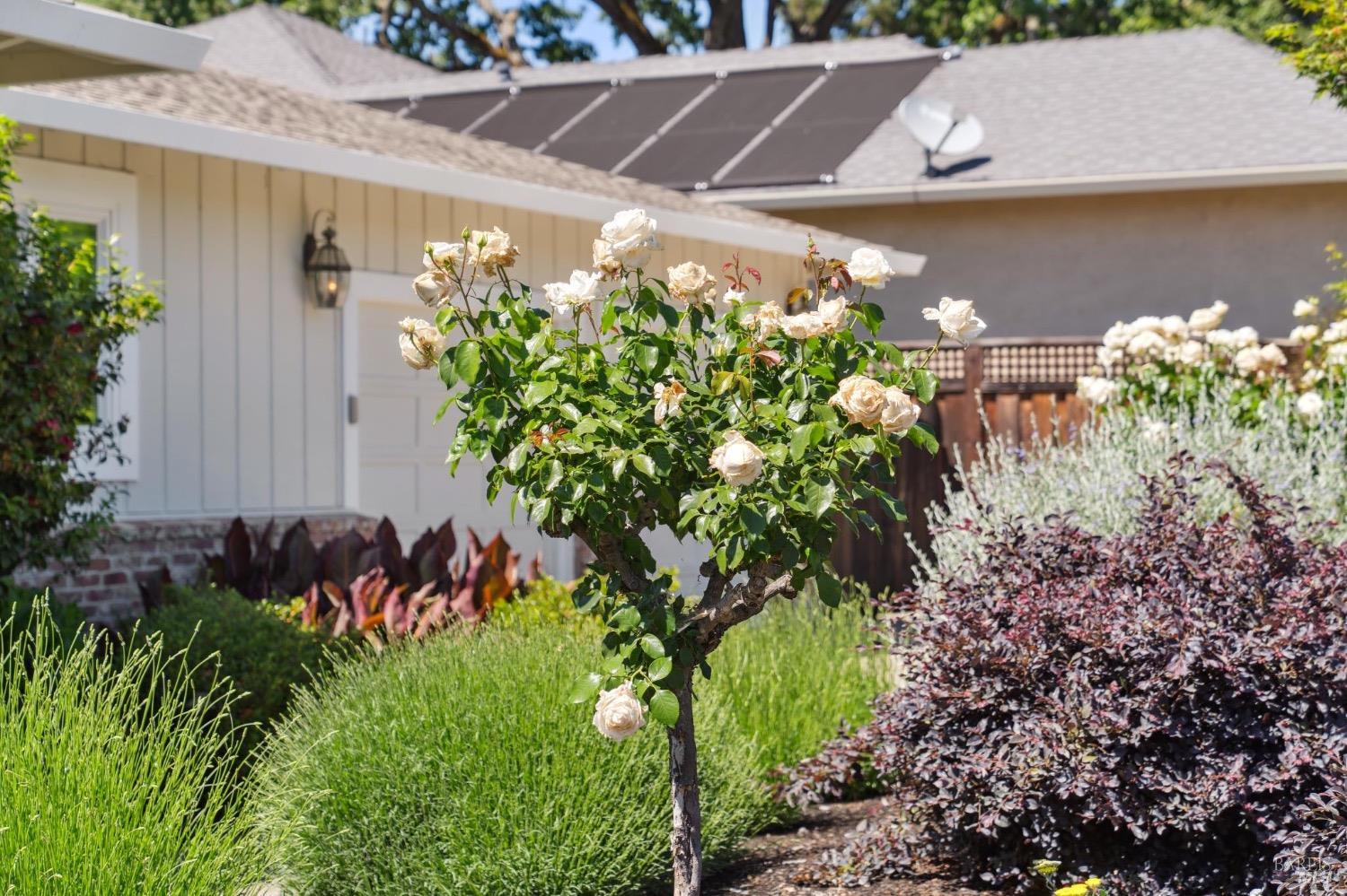 Detail Gallery Image 61 of 61 For 249 Los Palos St, Sonoma,  CA 95476 - 3 Beds | 3 Baths