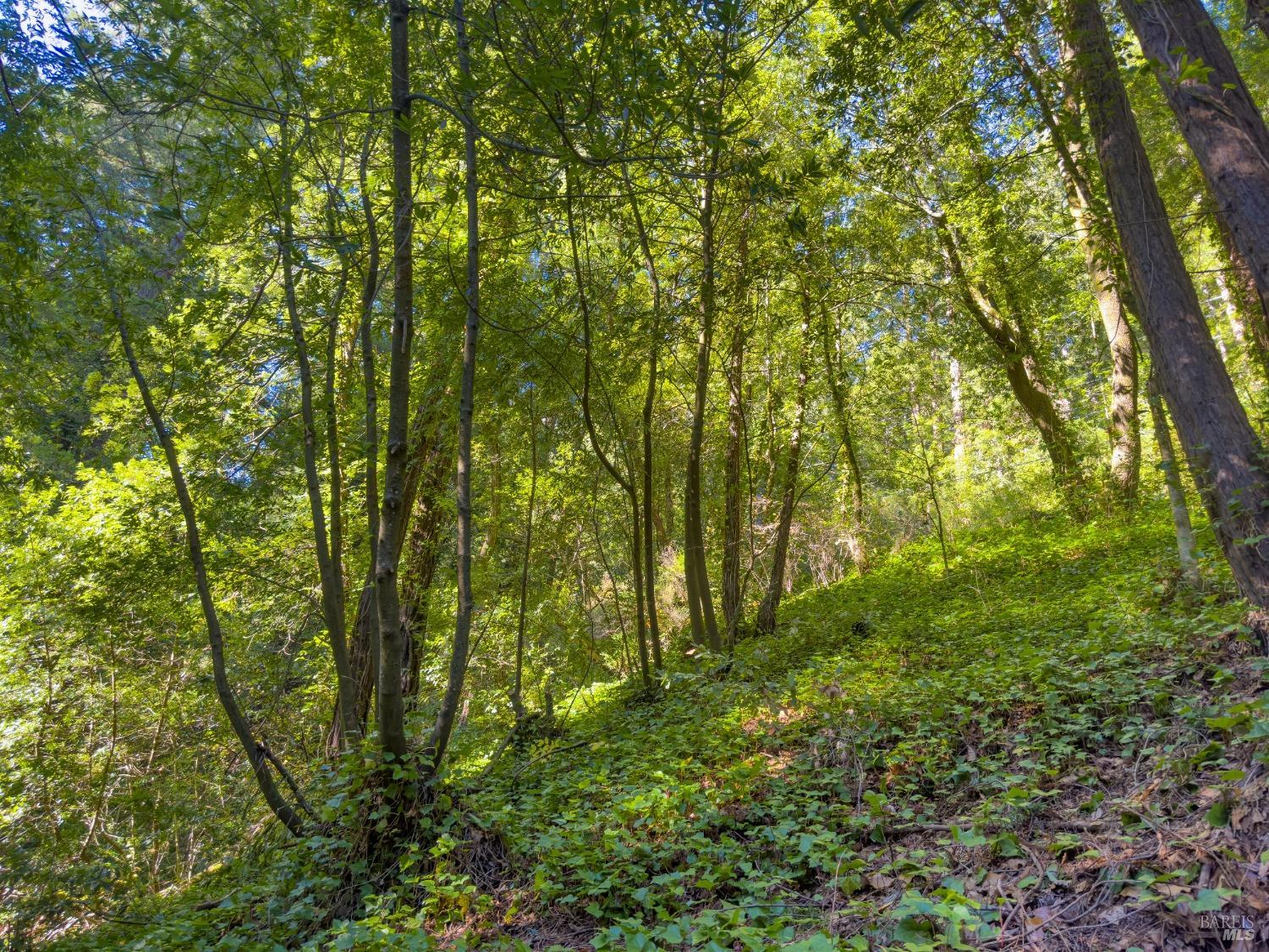 Detail Gallery Image 28 of 35 For 17420 Guernewood Ln, Guerneville,  CA 95446 - – Beds | – Baths