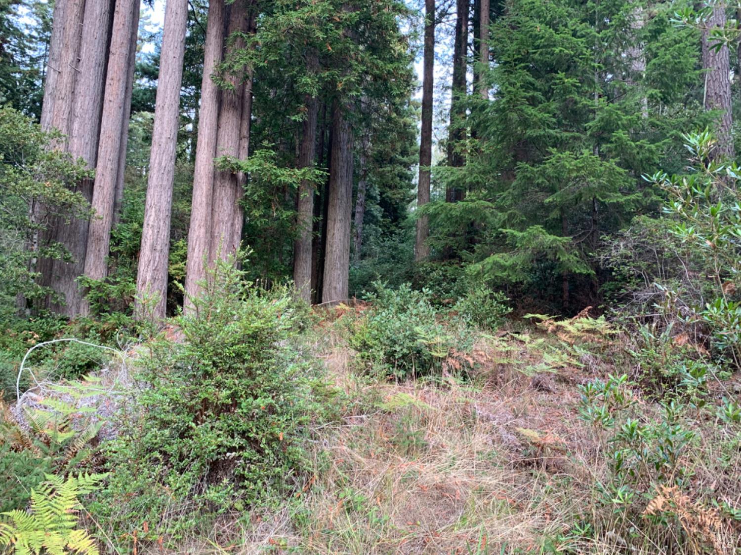 Detail Gallery Image 6 of 11 For 369 Big Tree Close Rd, The Sea Ranch,  CA 95497 - – Beds | – Baths